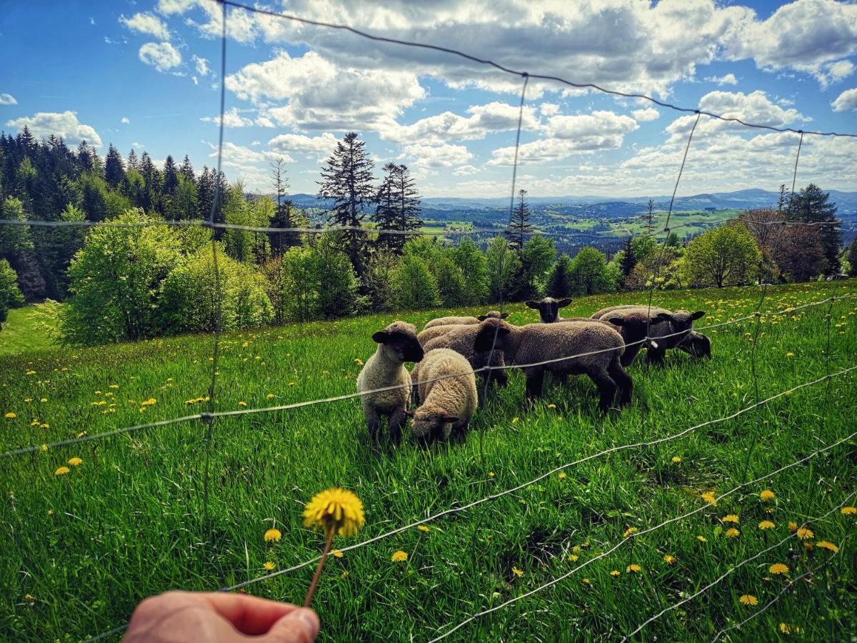 Czarna Owca Bed & Breakfast Istebna Dış mekan fotoğraf