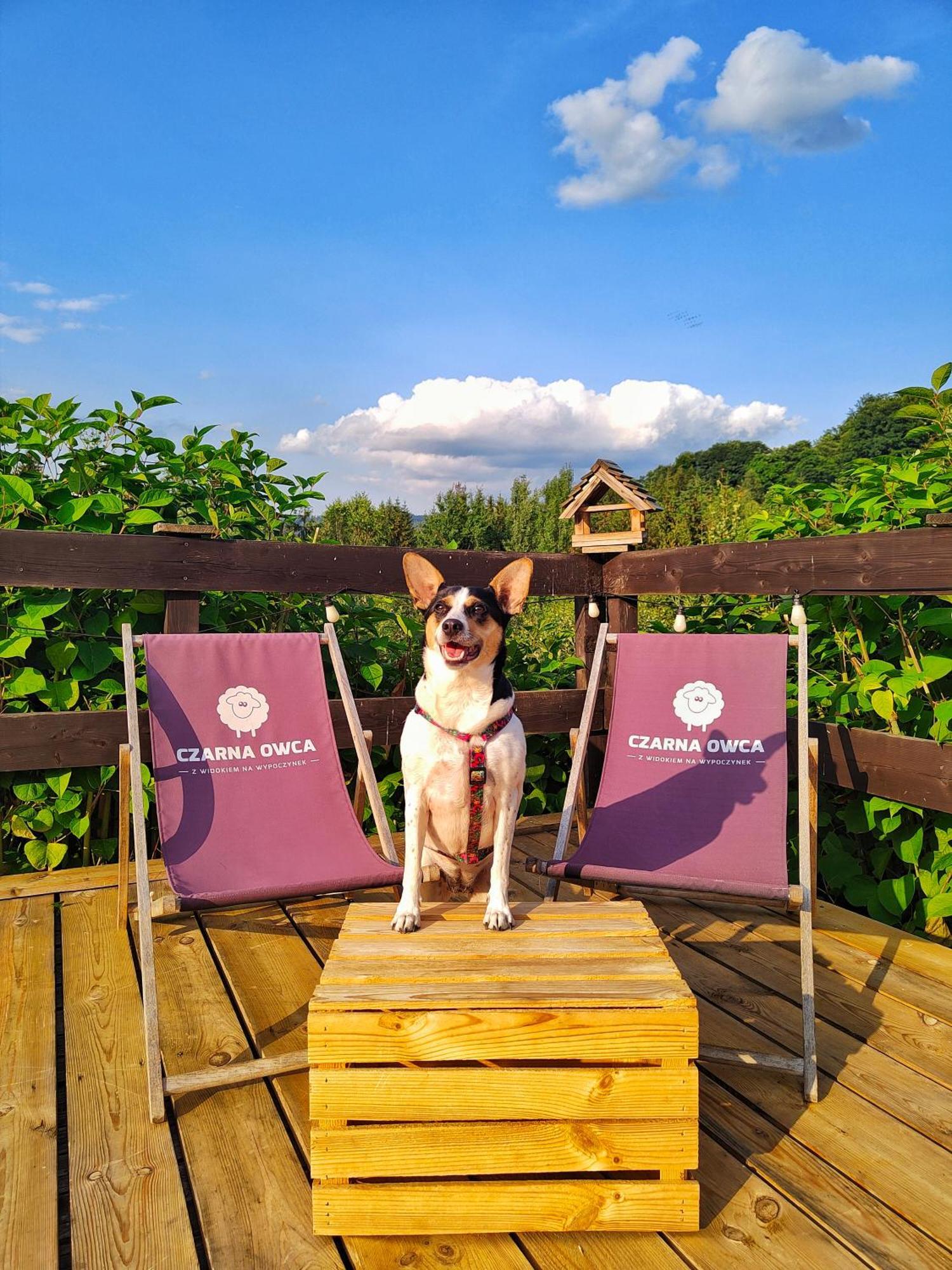 Czarna Owca Bed & Breakfast Istebna Dış mekan fotoğraf