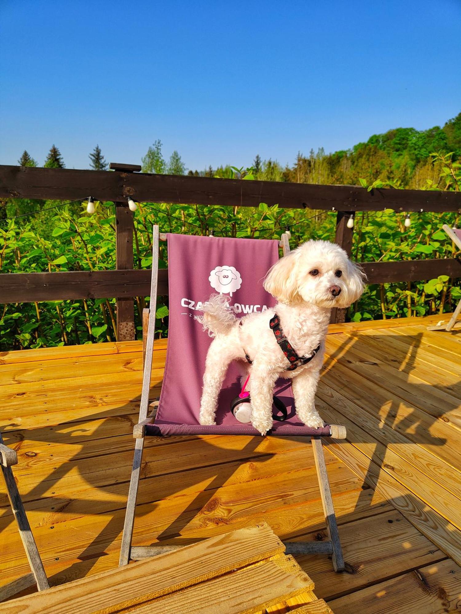 Czarna Owca Bed & Breakfast Istebna Dış mekan fotoğraf