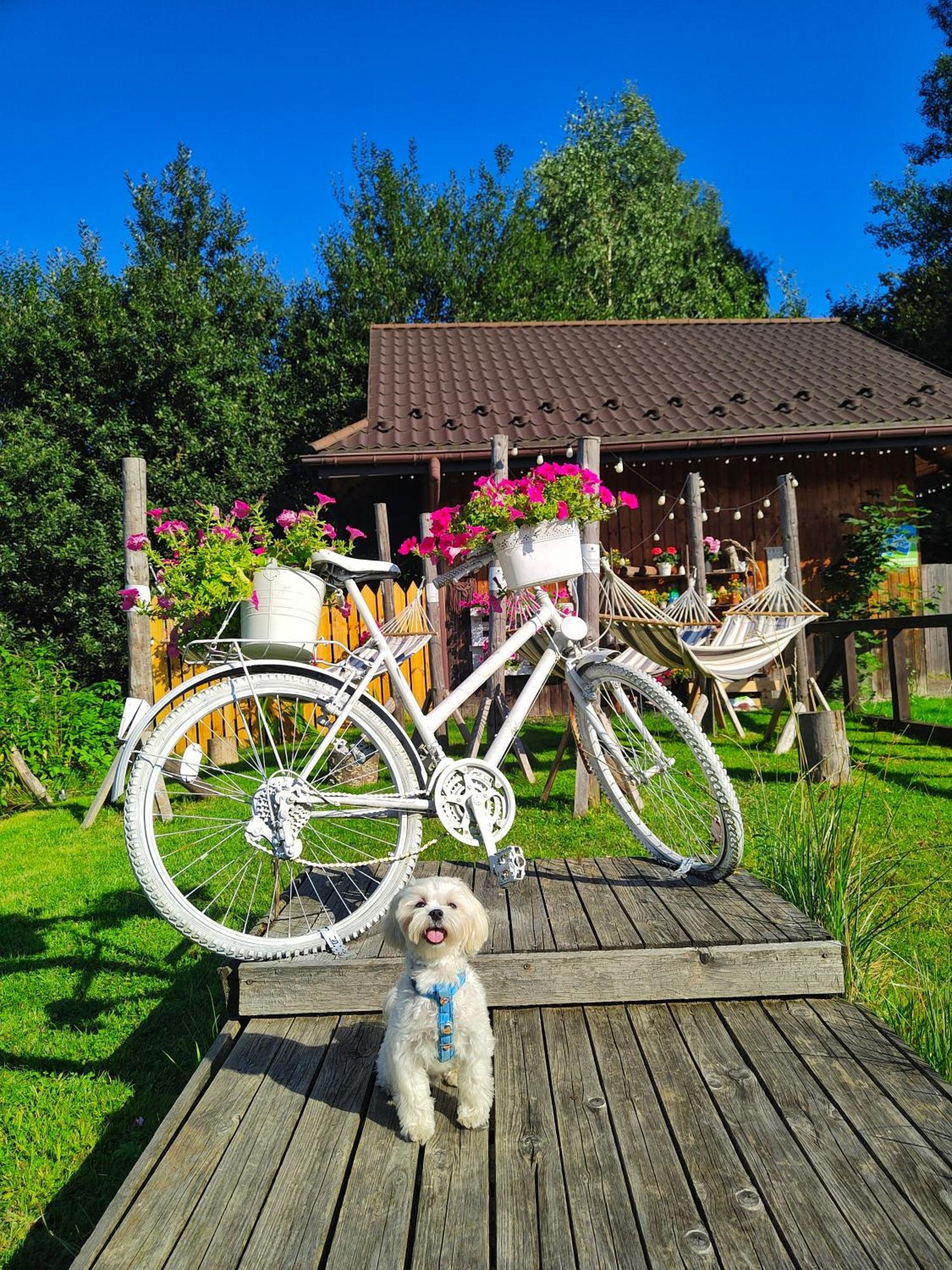 Czarna Owca Bed & Breakfast Istebna Dış mekan fotoğraf